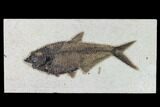 Fossil Fish (Diplomystus) - Wyoming #158557-1